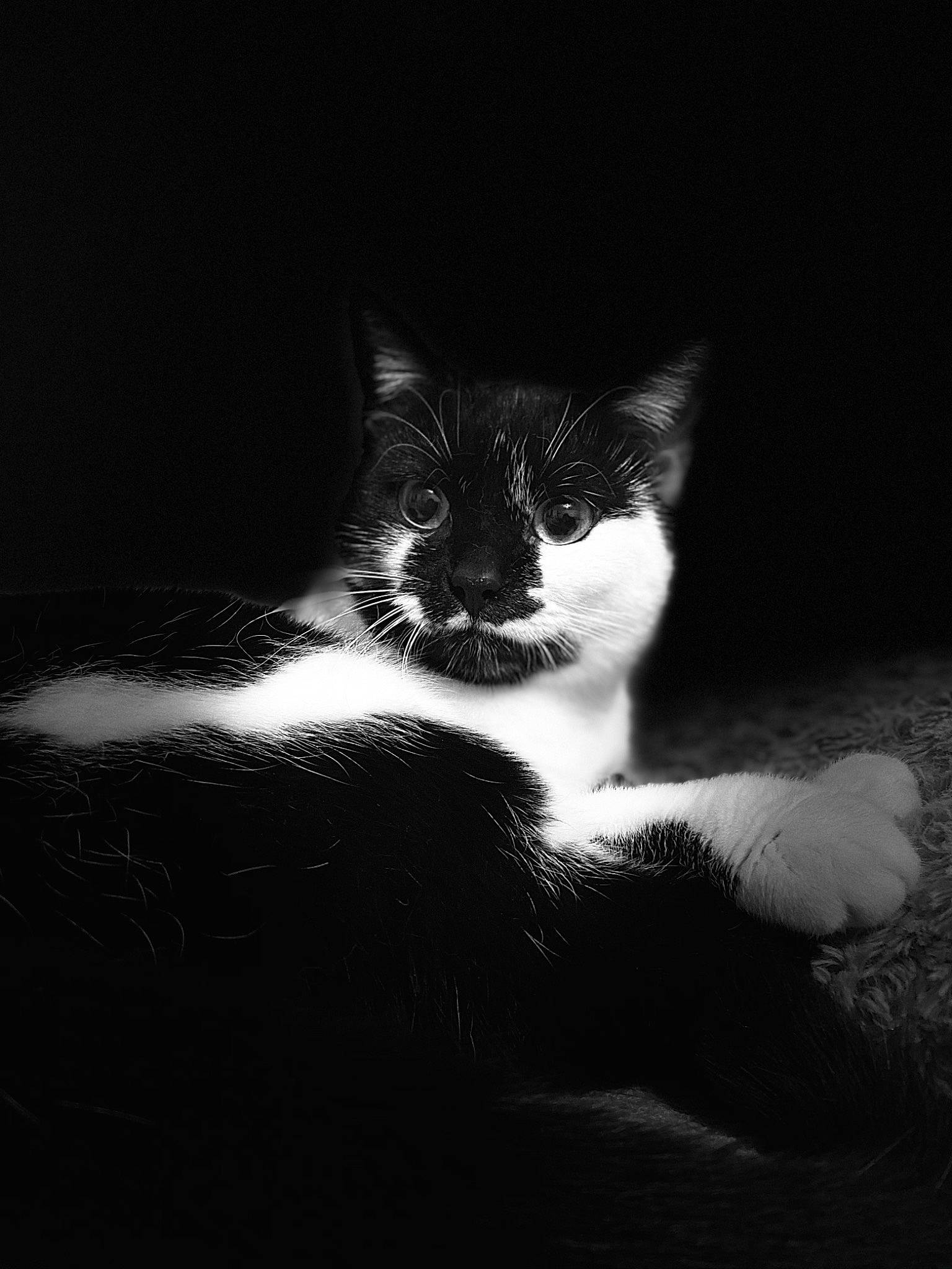 Neige participe au concours pour gagner de l'argent avec cette photo : black_and_white, carnivore, cat, darkness, eye, felidae, flash_photography, fur, grass, liquid, monochrome, monochrome_photography, paw, small_to_medium_sized_cats, snout, style, tail, tints_and_shades, water, whiskers