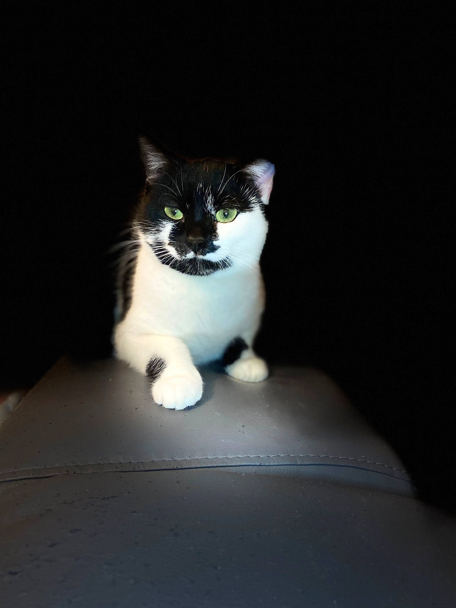 Neige a rejoint le concours — aidez-le/la à gagner de superbes lots ! asphalt, carnivore, cat, darkness, domestic_short_haired_cat, eye, felidae, flash_photography, fur, grey, head, monochrome_photography, paw, shadow, sitting, small_to_medium_sized_cats, snout, tail, tree, whiskers