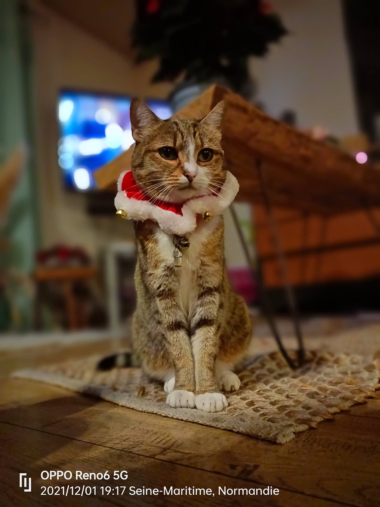 Duchesse participe au concours pour gagner de l'argent avec cette photo : carnivore, cat, claw, domestic_short_haired_cat, fawn, felidae, fur, paw, photo_caption, sitting, small_to_medium_sized_cats, snout, tail, terrestrial_animal, tree, whiskers, wildlife, wood