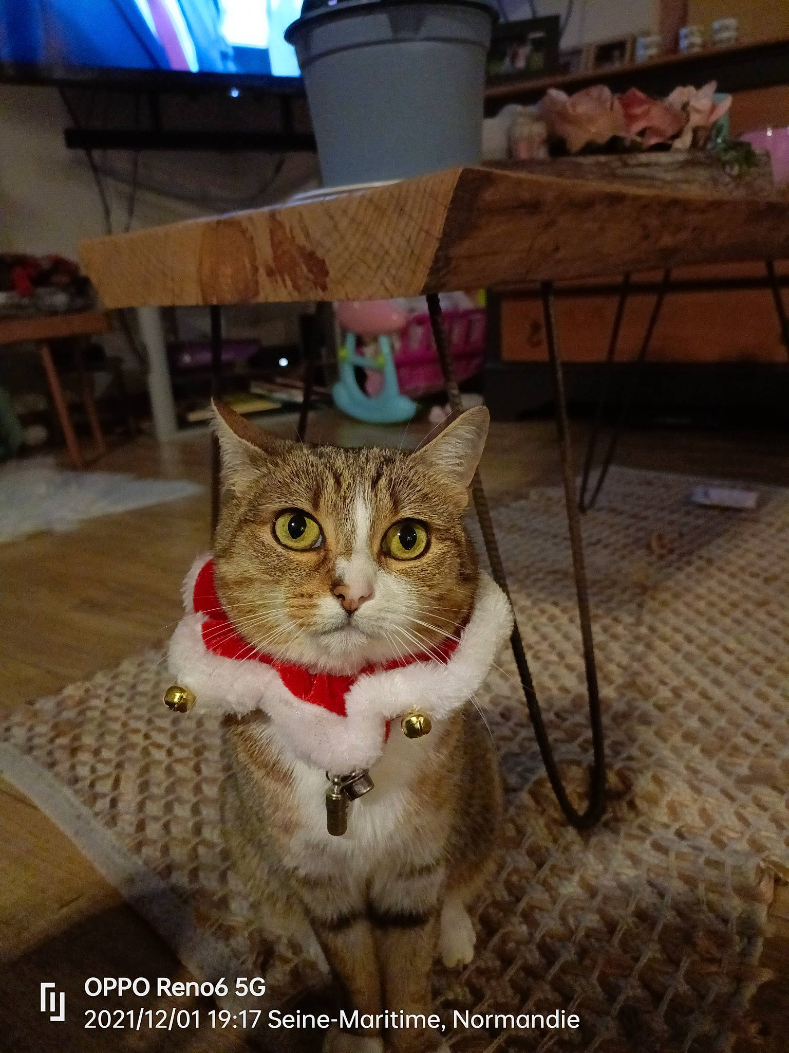 Duchesse a rejoint le concours — aidez-le/la à gagner de superbes lots ! box, carnivore, cat, chair, domestic_short_haired_cat, fawn, felidae, floor, flooring, fur, hardwood, room, sitting, small_to_medium_sized_cats, snout, table, tail, whiskers, window, wood