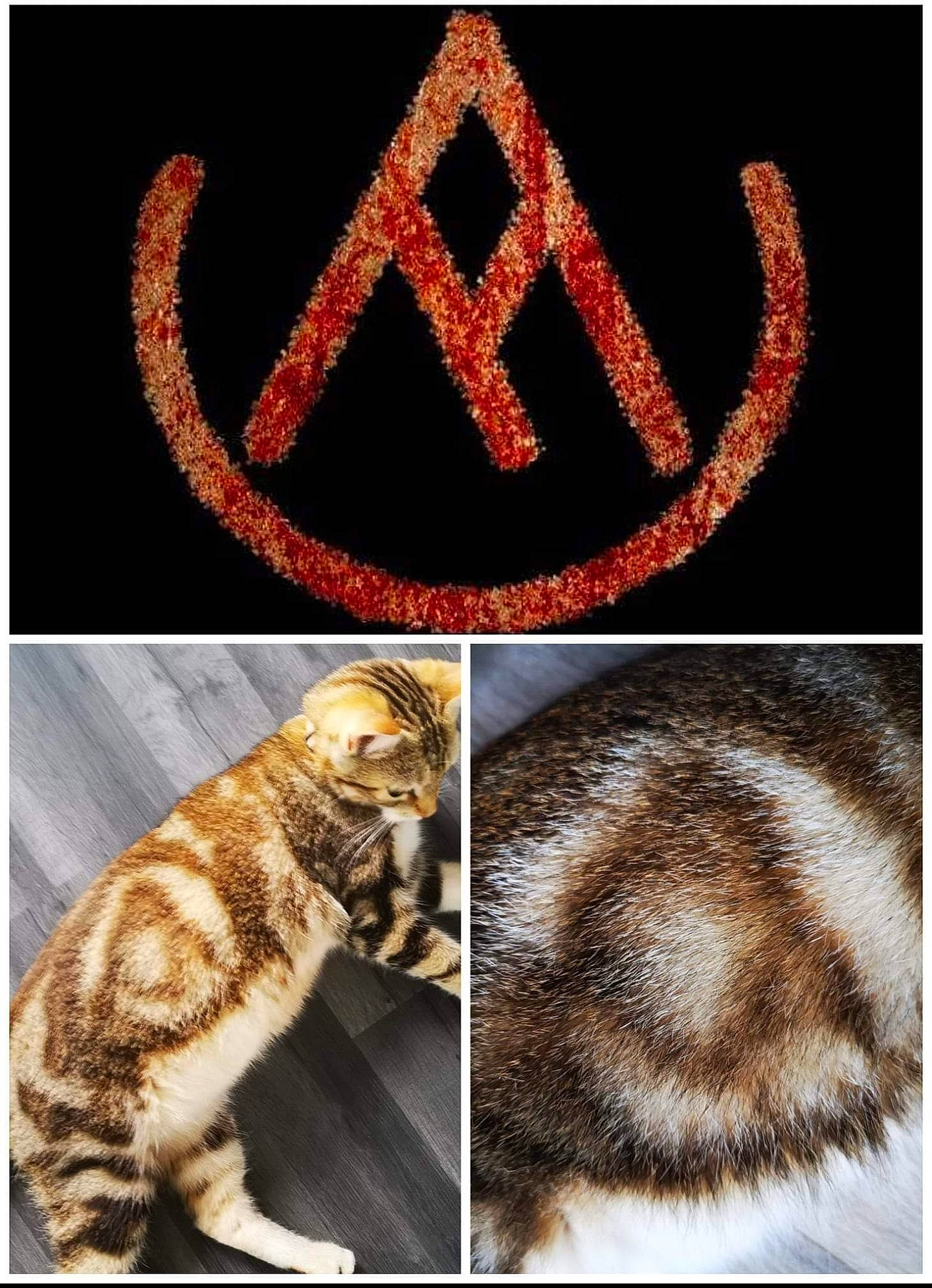 Piwi participe au concours pour gagner de l'argent avec cette photo : art, carnivore, cat, claw, domestic_short_haired_cat, fawn, felidae, font, fur, line, paw, photo_caption, rectangle, small_to_medium_sized_cats, snout, tail, terrestrial_animal, whiskers, wildlife, wood