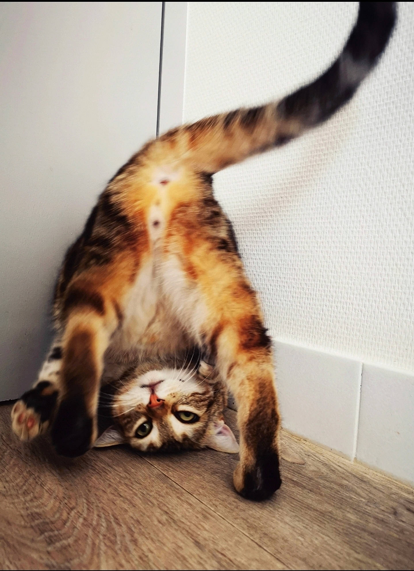 Piwi a rejoint le concours — aidez-le/la à gagner de superbes lots ! canidae, carnivore, cat, claw, comfort, domestic_short_haired_cat, felidae, flooring, foot, fur, hardwood, human_leg, paw, small_to_medium_sized_cats, tail, terrestrial_animal, toe, whiskers, wood