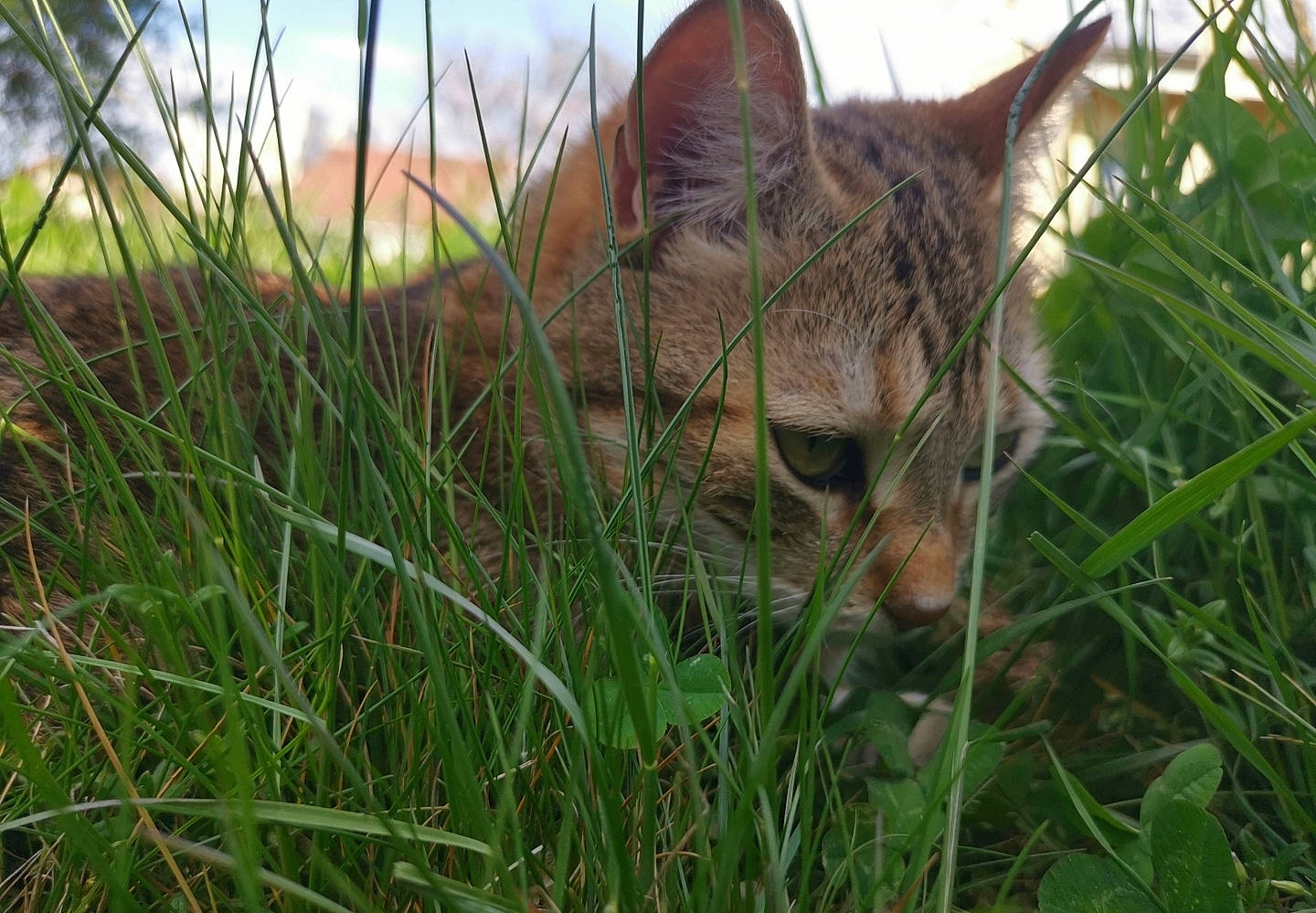 Piwi participe au concours pour gagner de l'argent avec cette photo : big_cats, canidae, carnivore, cat, domestic_short_haired_cat, fawn, felidae, fur, grass, grass_family, grassland, lynx, plant, sky, small_to_medium_sized_cats, snout, sporting_group, terrestrial_animal, whiskers, wood
