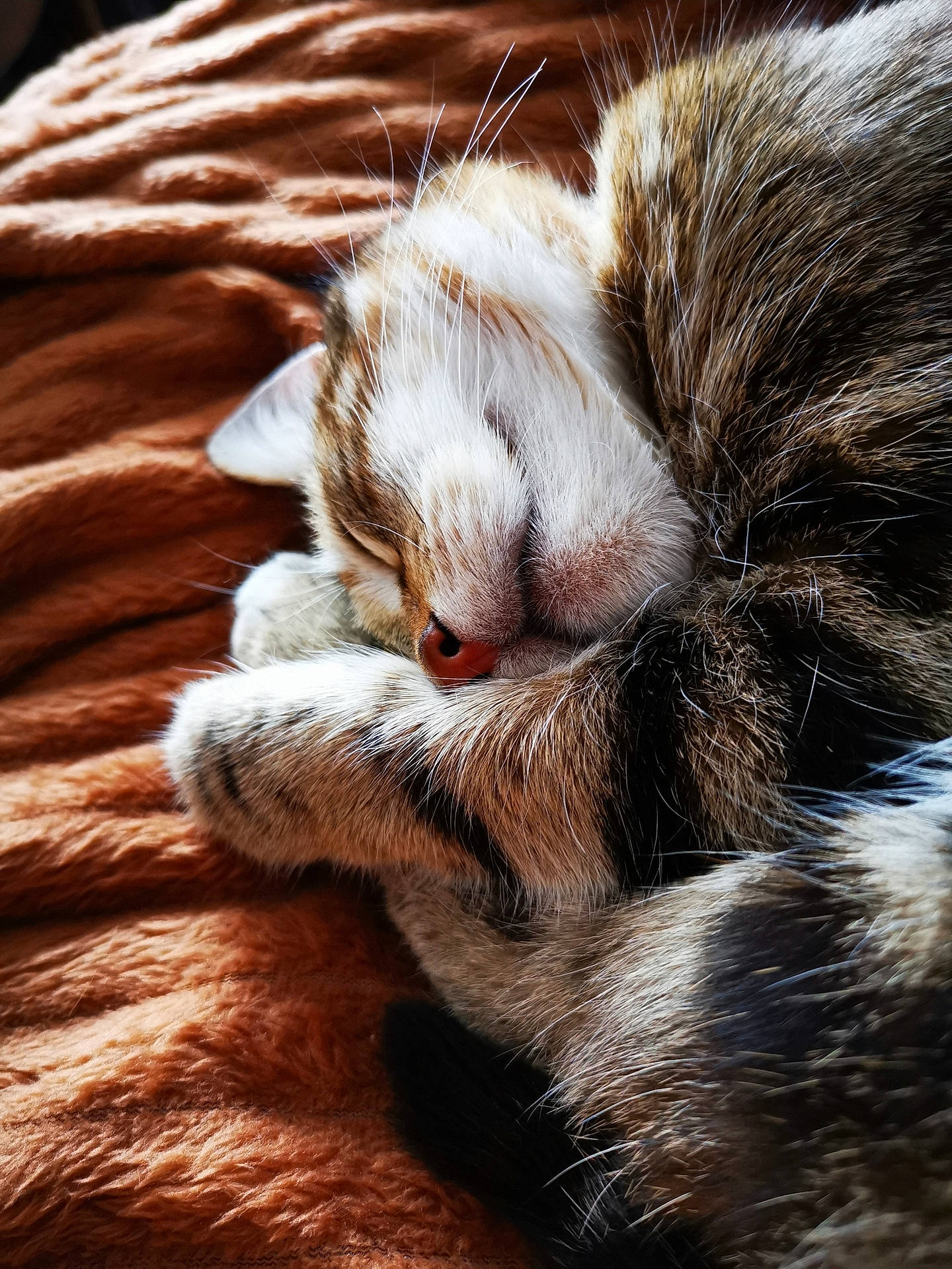 Piwi a rejoint le concours — aidez-le/la à gagner de superbes lots ! brown, carnivore, cat, claw, close_up, comfort, domestic_short_haired_cat, ear, fawn, felidae, fur, nap, paw, sleep, small_to_medium_sized_cats, snout, tail, terrestrial_animal, whiskers, wildlife