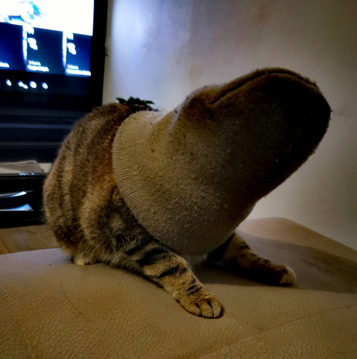 Piwi participe au concours pour gagner de l'argent avec cette photo : carnivore, comfort, computer_keyboard, domestic_short_haired_cat, eye, fawn, felidae, flooring, foot, fur, grey, small_to_medium_sized_cats, snout, stuffed_toy, tail, television, terrestrial_animal, toy, whiskers, wood