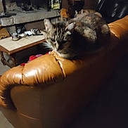 Caline a rejoint le concours — aidez-le/la à gagner de superbes lots ! blurred, brown, cat, coffee_table, cozy, dim_lighting, domestic, feline, fireplace, furniture, household_items, indoor, leather_couch, living_room, pet, quiet, relaxed, tabby_cat, tile_floor, wooden_chair