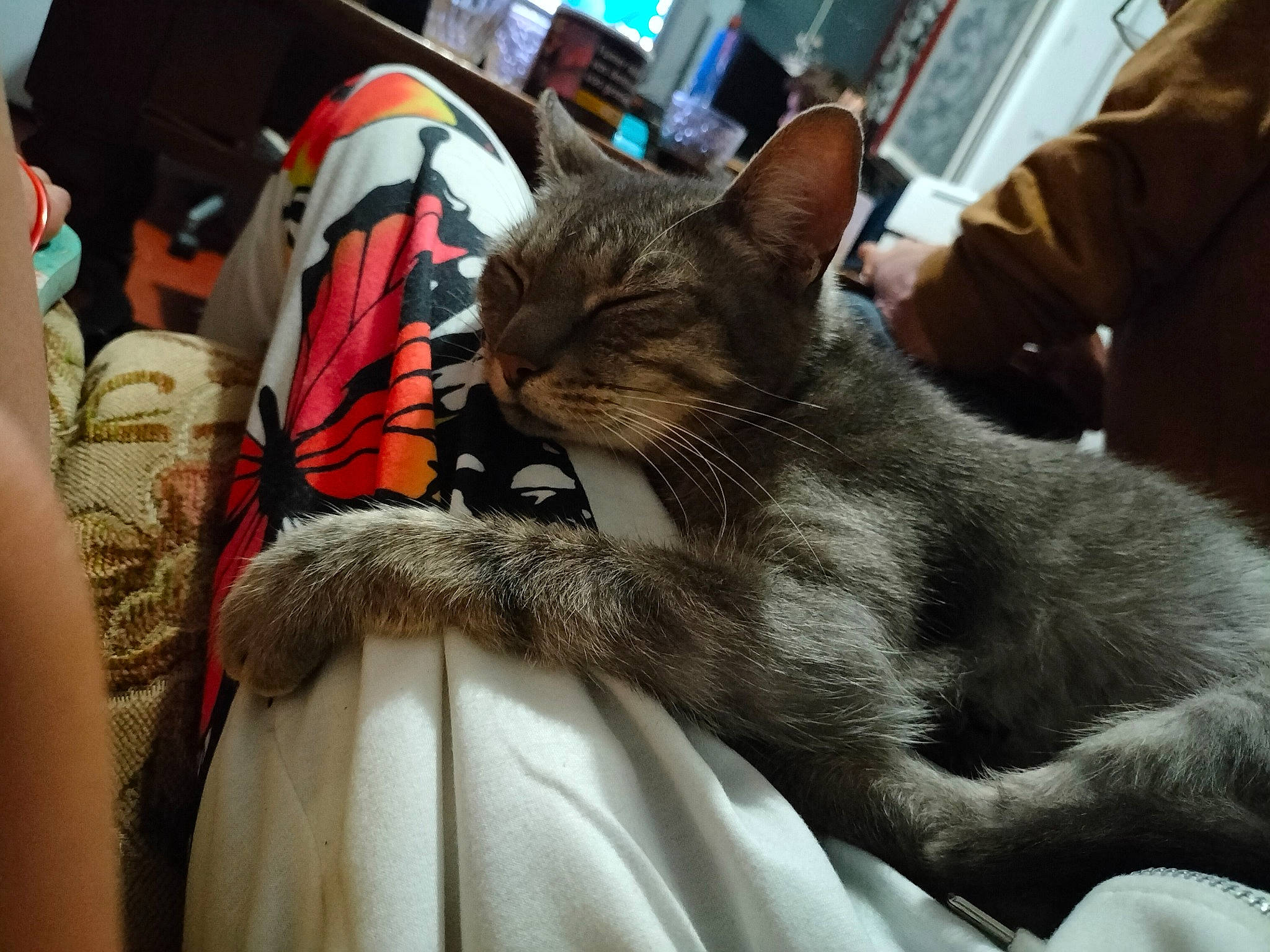 Filou participe au concours pour gagner de l'argent avec cette photo : bag, carnivore, cat, claw, comfort, domestic_short_haired_cat, felidae, fur, grey, lap, luggage_and_bags, mammal, nap, small_to_medium_sized_cats, snout, whiskers