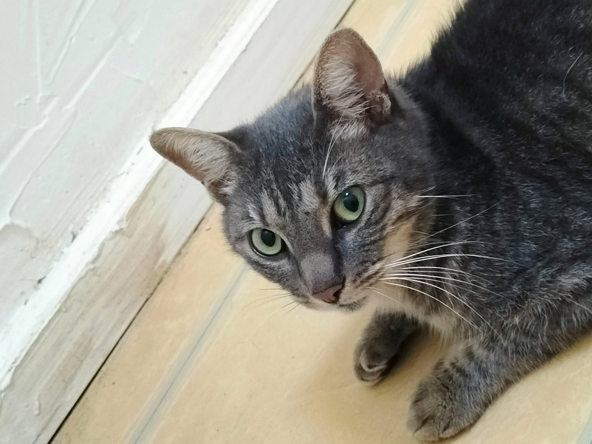 Filou participe au concours pour gagner de l'argent avec cette photo : carnivore, cat, cat_furniture, claw, domestic_short_haired_cat, door, eye, felidae, fur, hardwood, paw, small_to_medium_sized_cats, snout, tail, terrestrial_animal, whiskers, window, wood