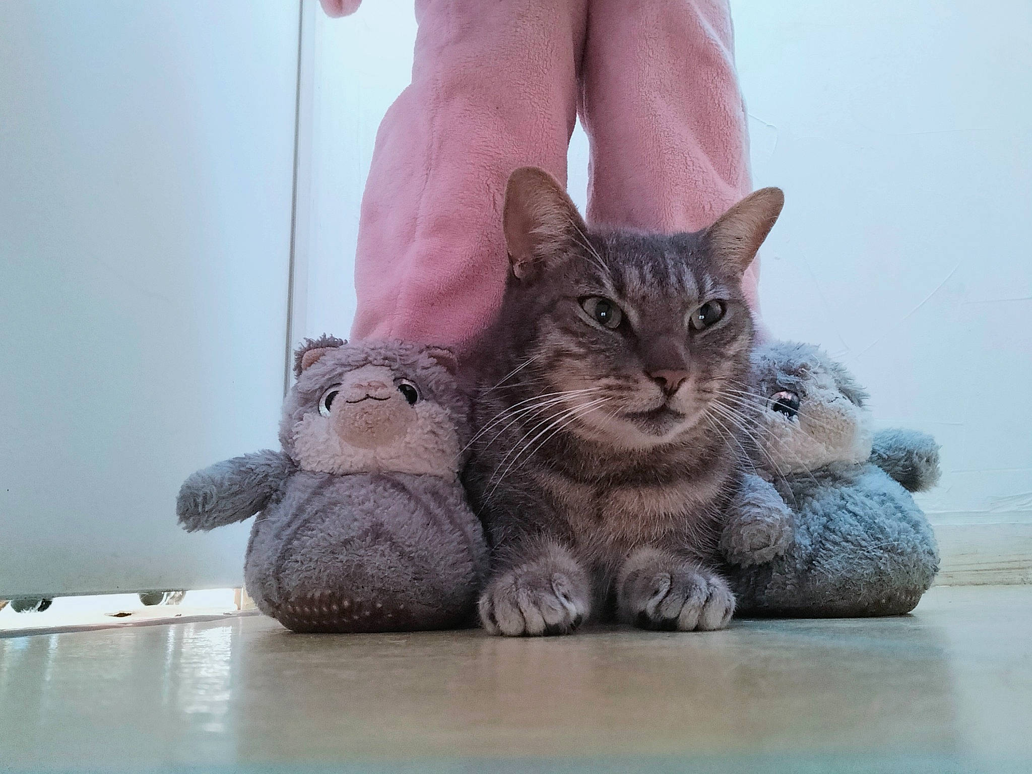 Filou participe au concours pour gagner de l'argent avec cette photo : carnivore, cat, claw, comfort, domestic_short_haired_cat, fawn, felidae, foot, fur, gesture, grey, human_leg, paw, sitting, small_to_medium_sized_cats, snout, tail, terrestrial_animal, whiskers, window