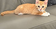 Ollie joined the competition — help win amazing prizes! animal, cat, couch, cozy, curious, cute, domestic, ears, feline, fur, indoor, kitten, leather, orange_tabby, pet, pillow, resting, small, whiskers, young