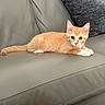 animal, cat, couch, cozy, curious, cute, domestic, ears, feline, fur, indoor, kitten, leather, orange_tabby, pet, pillow, resting, small, whiskers, young