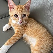 Ollie joined the competition — help win amazing prizes! animal, cat, closeup, couch, cute, domestic_animal, ears, eyes, feline, fur, indoor, kitten, laying, leather, orange_tabby, paws, pet, relaxing, whiskers, young