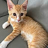 animal, cat, closeup, couch, cute, domestic_animal, ears, eyes, feline, fur, indoor, kitten, laying, leather, orange_tabby, paws, pet, relaxing, whiskers, young