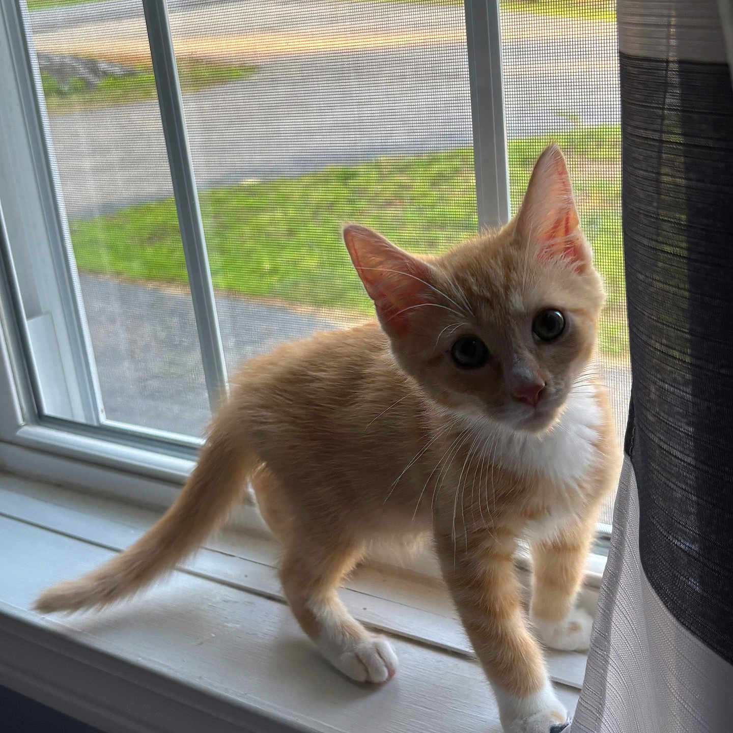 Ollie is registered to the contest to win money with this photo: animal, cat, curious, curtain, daylight, domestic_cat, fur, house, indoor, kitten, looking_at_camera, natural_light, orange_cat, pet, screen, whiskers, white_paws, window, windowsill, young_cat