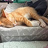 Ollie is registered to the contest to win money with this photo: cat, cozy, cushion, cute, domestic_animal, feline, fluffy, fur, furniture, home, indoor, kitten, nap, orange_tabby, ottoman, paw, pet, relaxation, resting, sleeping