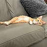 Ollie is registered to the contest to win money with this photo: animal, cat, couch, cozy, cute, eyes, feline, fur, gray_pillow, indoor, kitten, leather, orange_cat, pet, relaxed, resting, stretching, whiskers, white_paws, young_cat