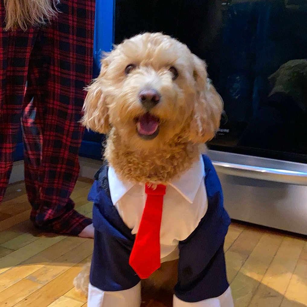 Teddy joined the competition — help win amazing prizes! accessories, adult, animal, canine, clothing, costume, dog, face, formalwear, head, indoors, interiordesign, pants, person, pet, photography, portrait, puppy, tie, wood