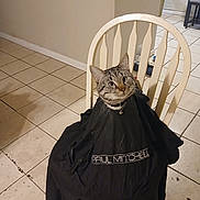 David is registered to the contest to win money with this photo: cat, tabby_cat, chair, cape, indoor, tile_floor, curious, pet, animal, feline, collar, white_chair, floor, home, domestic, sitting, looking_up, black_cape, plain_wall, fur