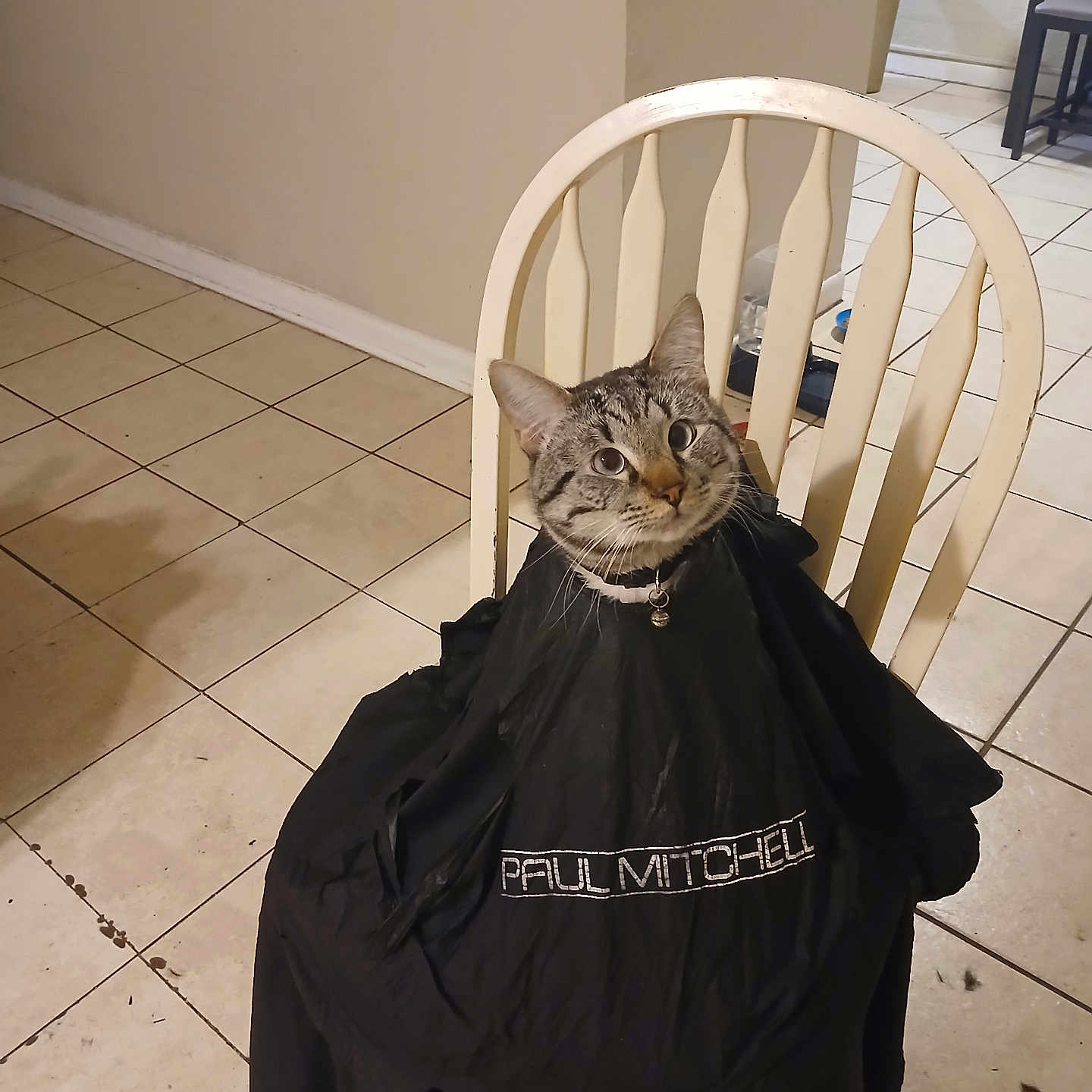 David is registered to the contest to win money with this photo: cat, tabby_cat, chair, cape, indoor, tile_floor, curious, pet, animal, feline, collar, white_chair, floor, home, domestic, sitting, looking_up, black_cape, plain_wall, fur
