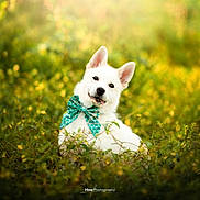 Hanako participe au concours pour gagner de l'argent avec cette photo : dog, white_dog, bow_tie, green_bow, outdoor, nature, flower, yellow_flower, grass, sunlight, portrait, pet, cute, animal, fluffy, happy, smiling, sitting, greenery, playful