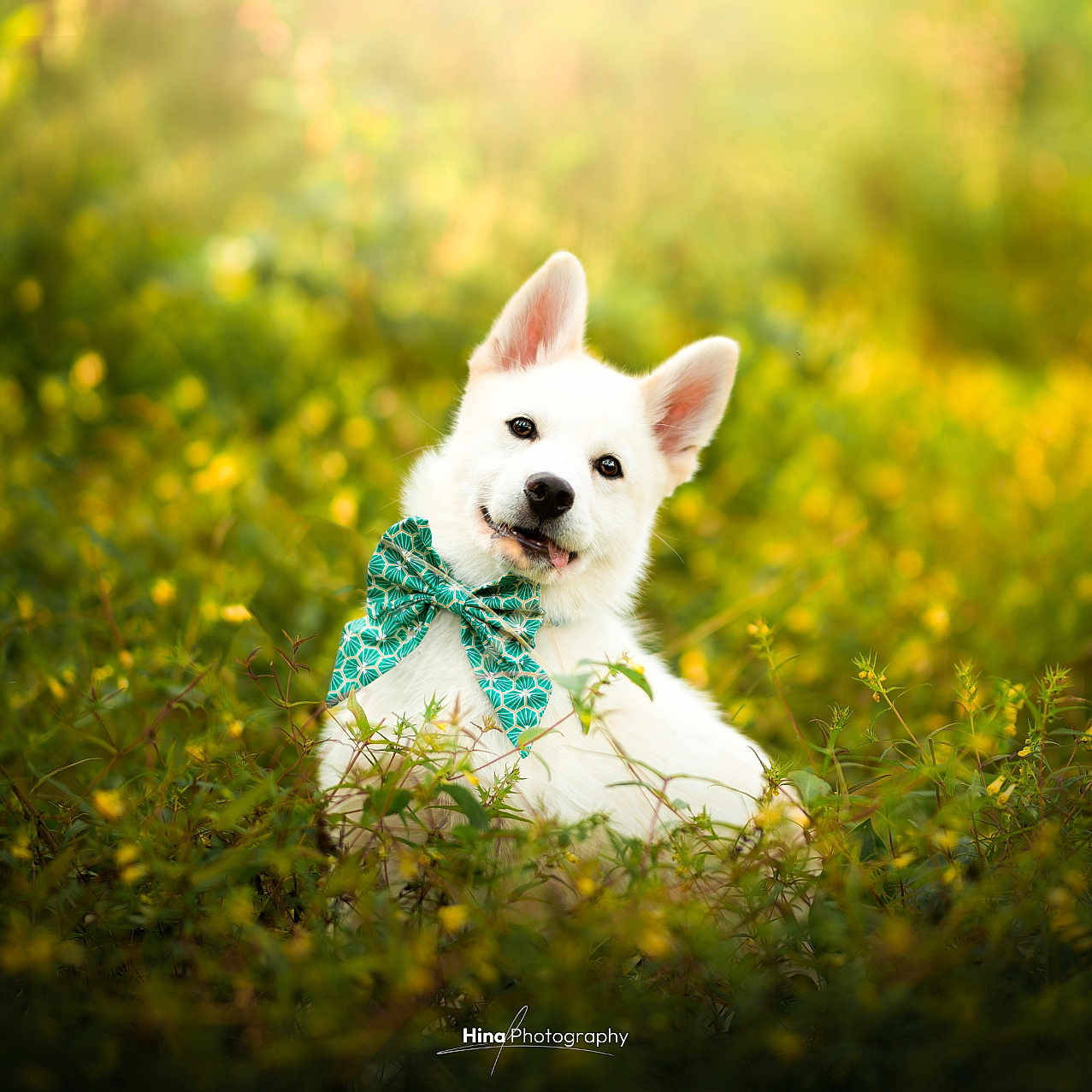 Hanako participe au concours pour gagner de l'argent avec cette photo : animal, bow_tie, cute, dog, flower, fluffy, grass, green_bow, greenery, happy, nature, outdoor, pet, playful, portrait, sitting, smiling, sunlight, white_dog, yellow_flower