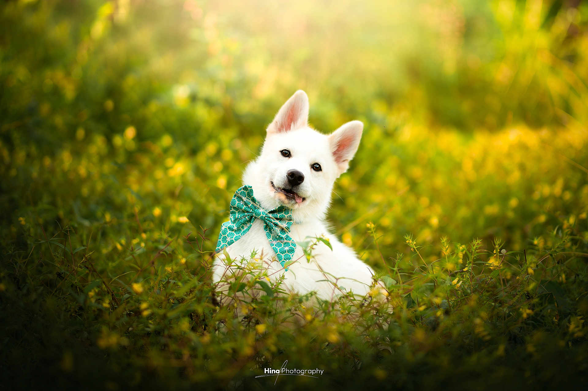 Hanako participe au concours pour gagner de l'argent avec cette photo : dog, white_dog, bow_tie, green_bow, outdoor, nature, flower, yellow_flower, grass, sunlight, portrait, pet, cute, animal, fluffy, happy, smiling, sitting, greenery, playful