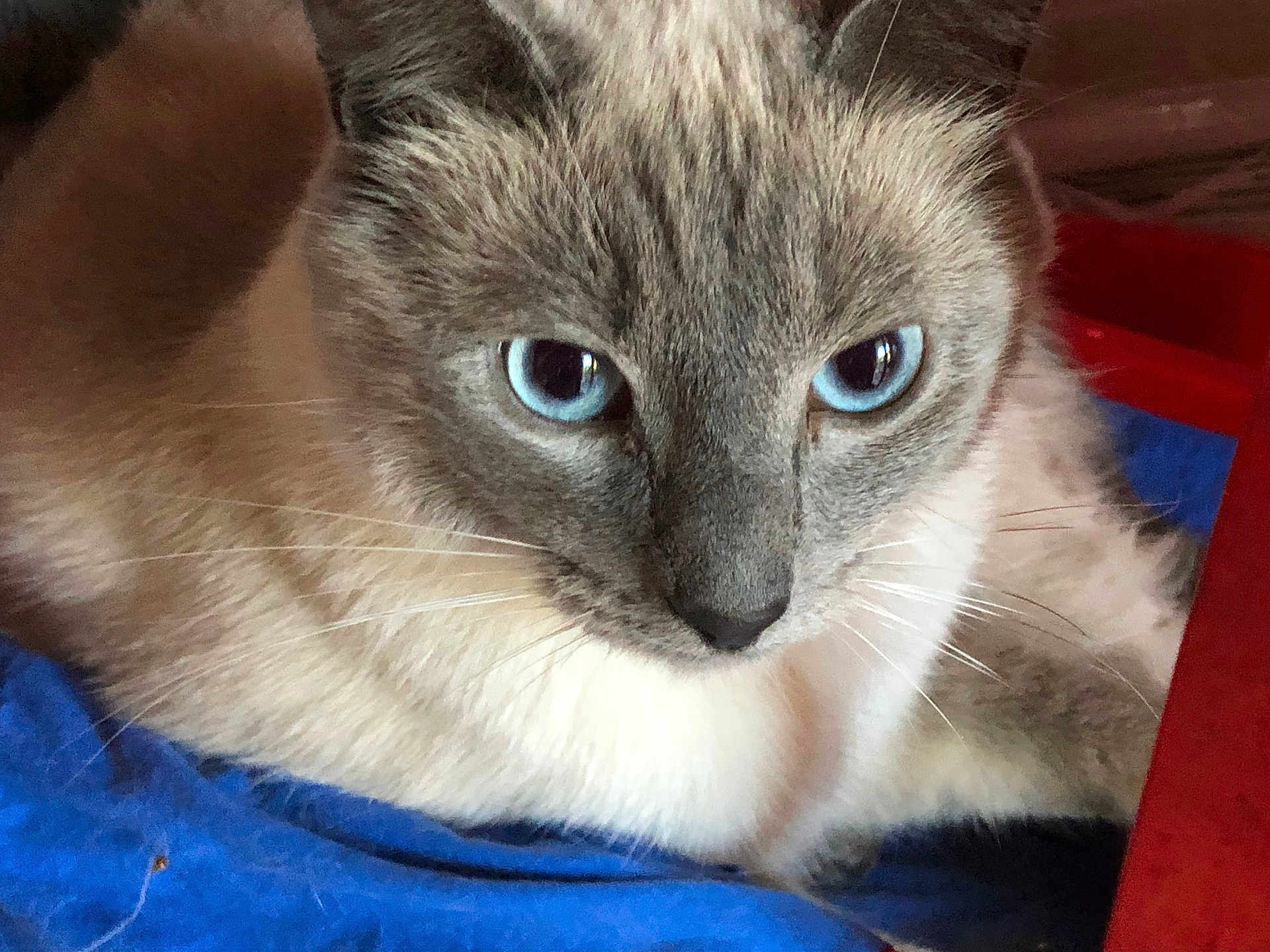 Pattenrond participe au concours pour gagner de l'argent avec cette photo : cat, blue_eyes, close_up, fur, whiskers, pet, animal, resting, indoor, blanket, soft, cute, feline, mammal, portrait, relaxed, domestic_animal, face, nose, ears