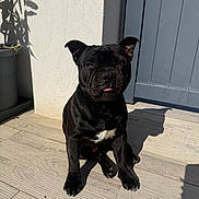 Ayko a rejoint le concours — aidez-le/la à gagner de superbes lots ! dog, black_dog, pet, animal, sitting, portrait, outdoor, sunlight, patio, door, floor, plant, shadow, tongue, short_hair, stocky, muscular, white_chest, serious_expression, home
