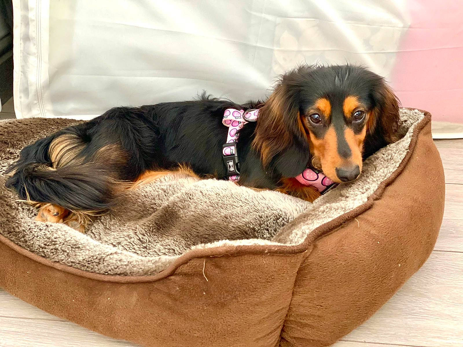 Bobbie joined the competition — help win amazing prizes! canidae, carnivore, comfort, companion_dog, dog, dog_bed, dog_breed, dog_supply, fawn, fur, guard_dog, liver, paw, pet_supply, puppy, sitting, snout, spaniel, sporting_group, working_animal
