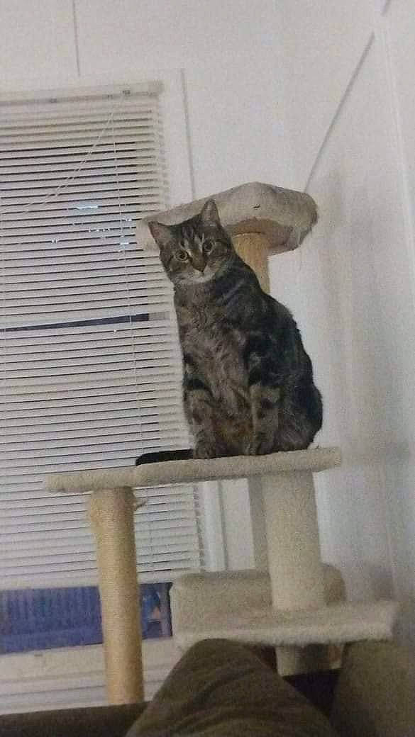 Atticus is registered to the contest to win money with this photo: carnivore, cat, cat_supply, chair, domestic_short_haired_cat, felidae, fur, hardwood, outdoor_furniture, pet_supply, room, sitting, small_to_medium_sized_cats, tail, terrestrial_animal, whiskers, wood