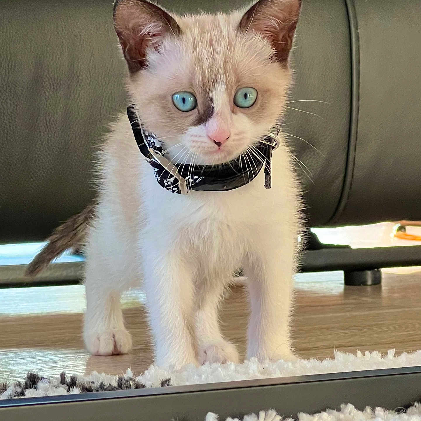 Vaïa a rejoint le concours — aidez-le/la à gagner de superbes lots ! accessories, angora, animal, cat, collar, couch, cushion, document, egyptiancat, furniture, hardwood, homedecor, indoors, kitten, manx, pet, siamese, stainedwood, text, wood