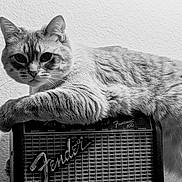 Stella joined the competition — help win amazing prizes! cat, feline, pet, animal, portrait, black_and_white, monochrome, guitar_amplifier, music, rock_and_roll, vintage, whiskers, ears, fur, lying_down, indoor, wall, close_up, relaxed, rock_star