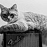 cat, feline, pet, animal, portrait, black_and_white, monochrome, guitar_amplifier, music, rock_and_roll, vintage, whiskers, ears, fur, lying_down, indoor, wall, close_up, relaxed, rock_star