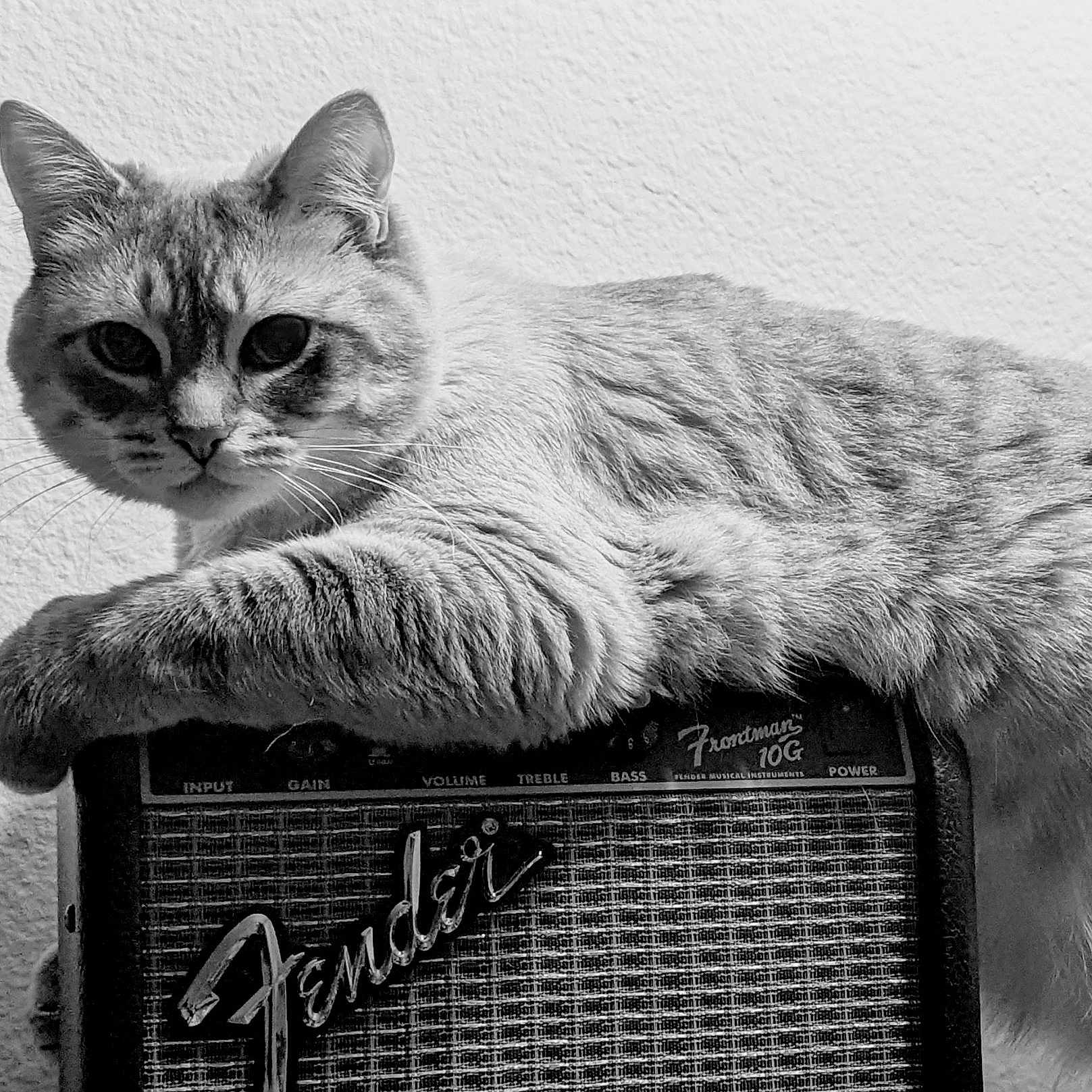 Stella
