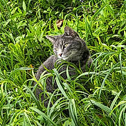 Jack joined the competition — help win amazing prizes! cat, gray_cat, grass, greenery, outdoor, nature, animal, pet, wildlife, feline, curious, sitting, collar, leaf, plant, flora, closeup, daylight, mammal, portrait