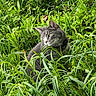 cat, gray_cat, grass, greenery, outdoor, nature, animal, pet, wildlife, feline, curious, sitting, collar, leaf, plant, flora, closeup, daylight, mammal, portrait