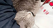 Jack joined the competition — help win amazing prizes! cat, gray_tabby, sleeping, curled_up, pet, indoor, cozy, blanket, clothing, nap, resting, fur, animal, domestic_cat, person, comfort, relaxation, soft, warm, close_up