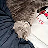 cat, gray_tabby, sleeping, curled_up, pet, indoor, cozy, blanket, clothing, nap, resting, fur, animal, domestic_cat, person, comfort, relaxation, soft, warm, close_up