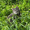 Jack joined the competition — help win amazing prizes! cat, gray_cat, grass, greenery, outdoor, nature, foliage, animal, pet, mammal, wildlife, sitting, looking, plant, leaf, fur, whiskers, daylight, closeup, portrait