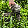 Jack joined the competition — help win amazing prizes! cat, gray_cat, pet, animal, grass, greenery, outdoor, nature, hand, scratching, collar, fur, whiskers, ears, eyes, plants, relaxation, contentment, close_up, daylight