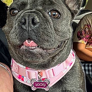 Lucky is registered to the contest to win money with this photo: big_ears, brindle, brown_eyes, canine, car_interior, close_up, cute, dog, french_bulldog, human_arm, jewelry, name_tag, passenger, pet, pink_collar, portrait, reflection, seat, smile, tongue