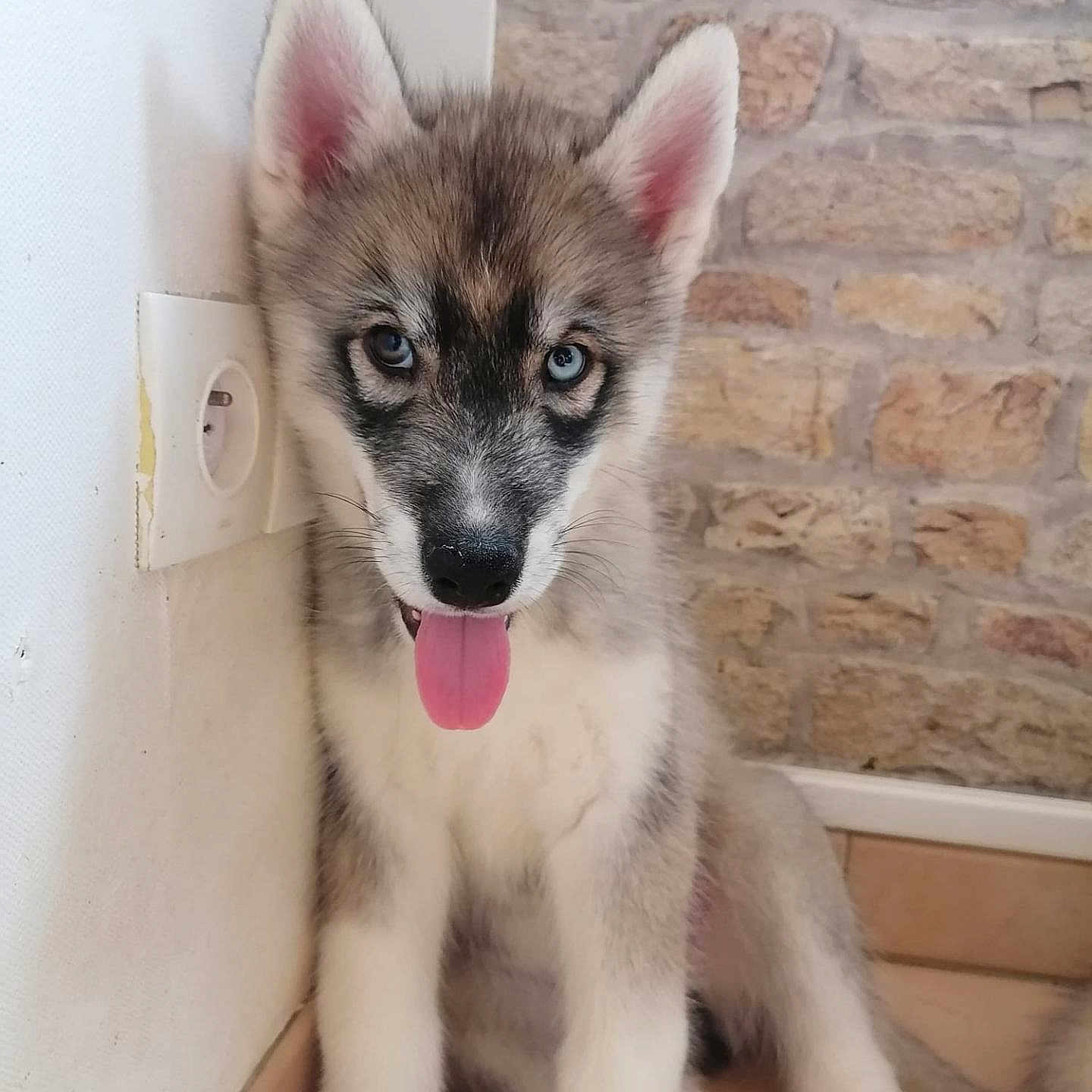 Voyou participe au concours pour gagner de l'argent avec cette photo : animal, blue_eyes, brick_wall, cute, dog, domestic_animal, ears, floor, fur, husky, indoor, looking_at_camera, muzzle, pet, portrait, puppy, sitting, tongue_out, wall, young_dog