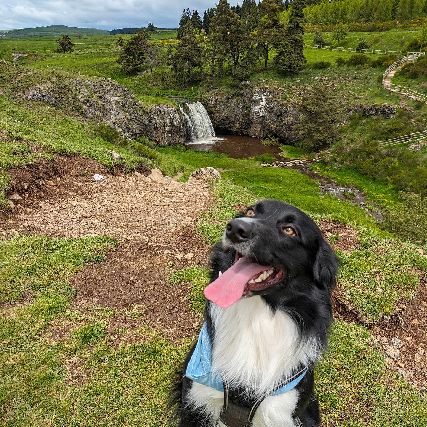 Thanos a rejoint le concours — aidez-le/la à gagner de superbes lots ! animal, architecture, building, canine, collie, dog, field, fir, grass, grassland, land, nature, outdoors, pet, plant, pointer, shelter, tree, vegetation, water