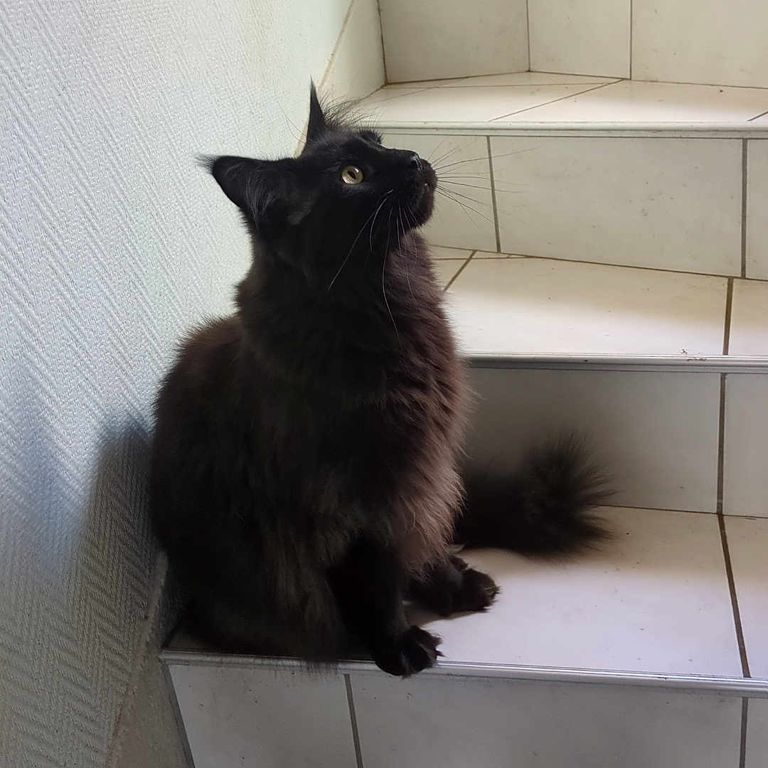 Socrate