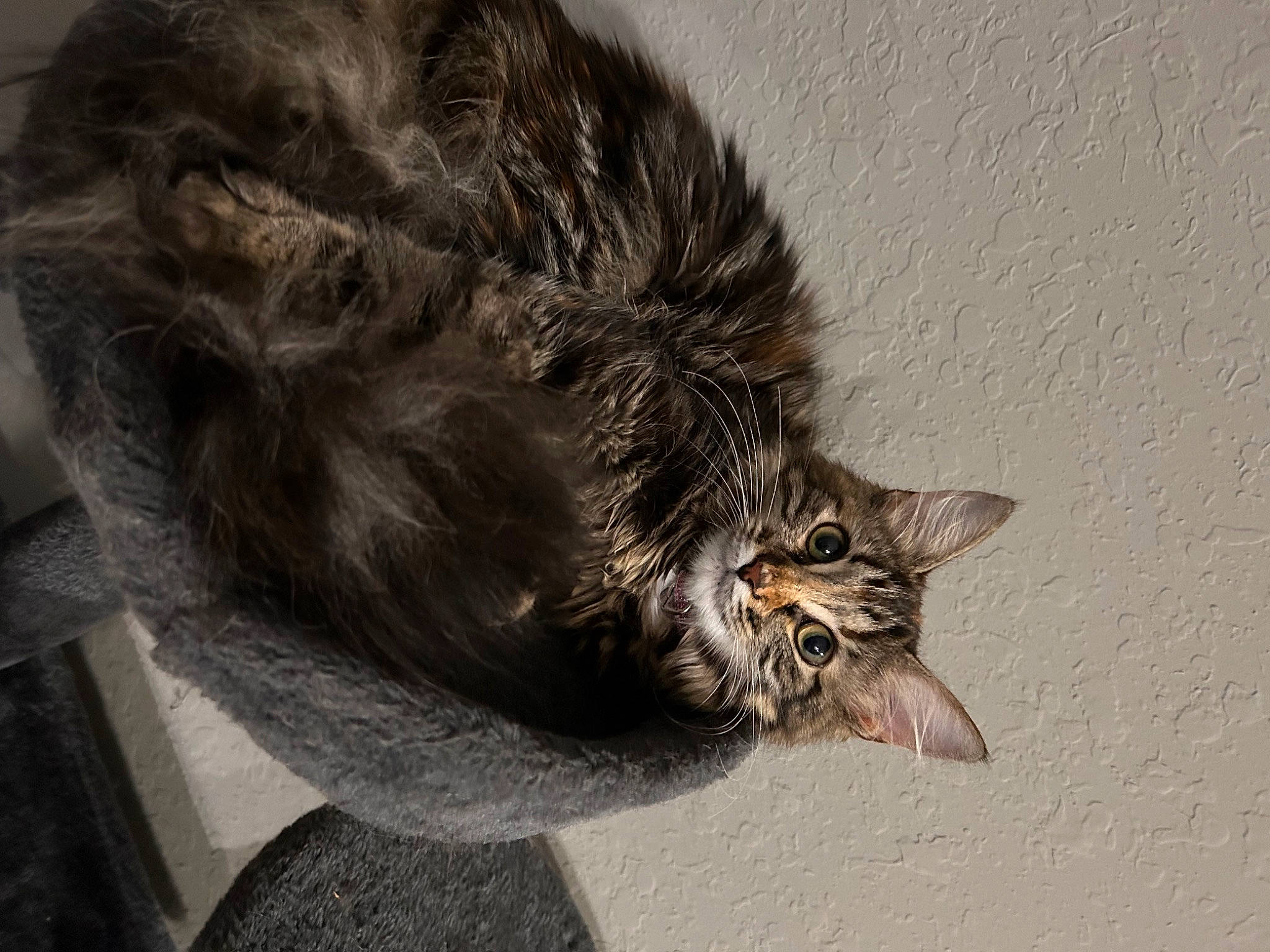 Ryder joined the competition — help win amazing prizes! black_cat, carnivore, cat, claw, comfort, domestic_short_haired_cat, eye, felidae, fur, grey, paw, small_to_medium_sized_cats, snout, tail, terrestrial_animal, whiskers