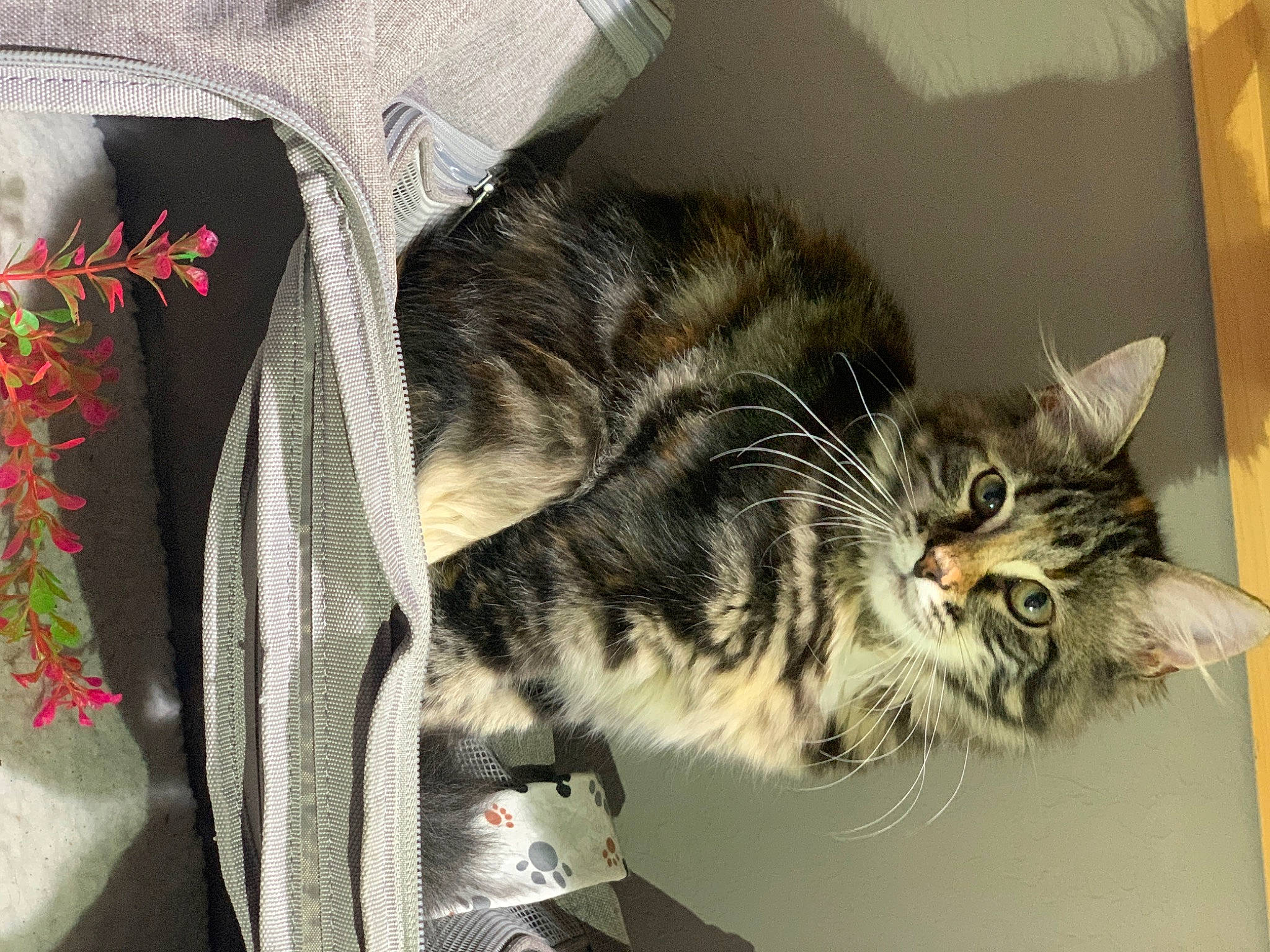 Ryder is registered to the contest to win money with this photo: box, carnivore, cat, claw, comfort, domestic_short_haired_cat, felidae, fur, paw, small_to_medium_sized_cats, snout, tail, whiskers