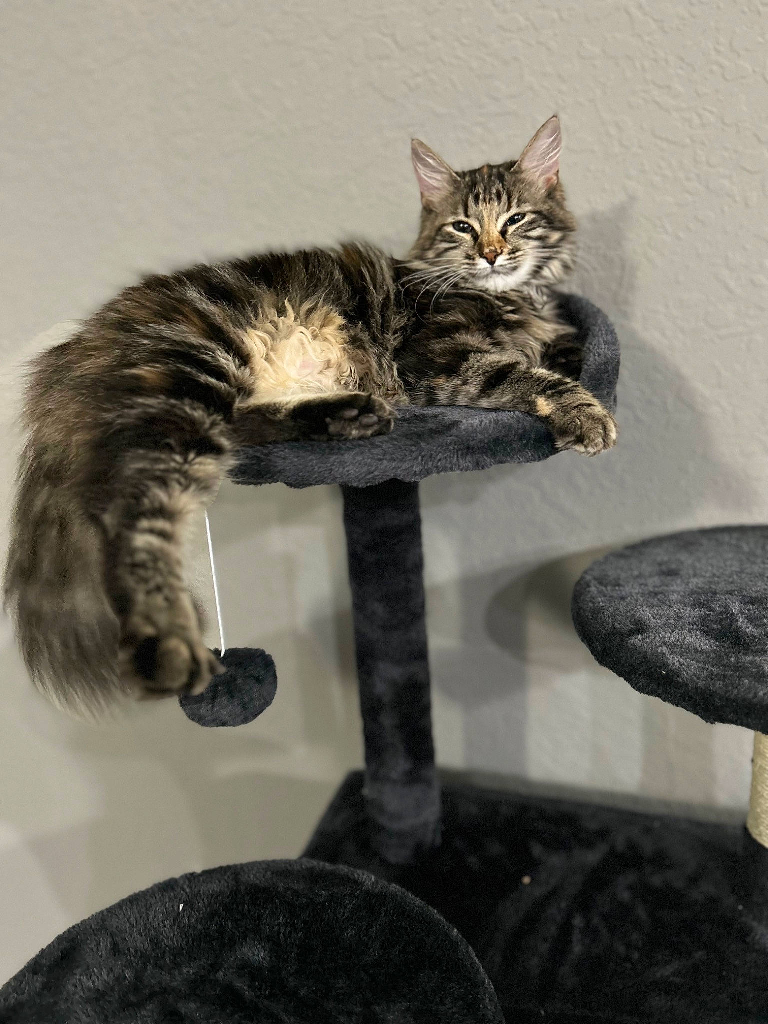 Ryder joined the competition — help win amazing prizes! carnivore, cat, cat_furniture, cat_supply, claw, domestic_short_haired_cat, felidae, fur, grey, metal, musical_instrument, paw, room, small_to_medium_sized_cats, snout, tail, terrestrial_animal, vertebrate, whiskers