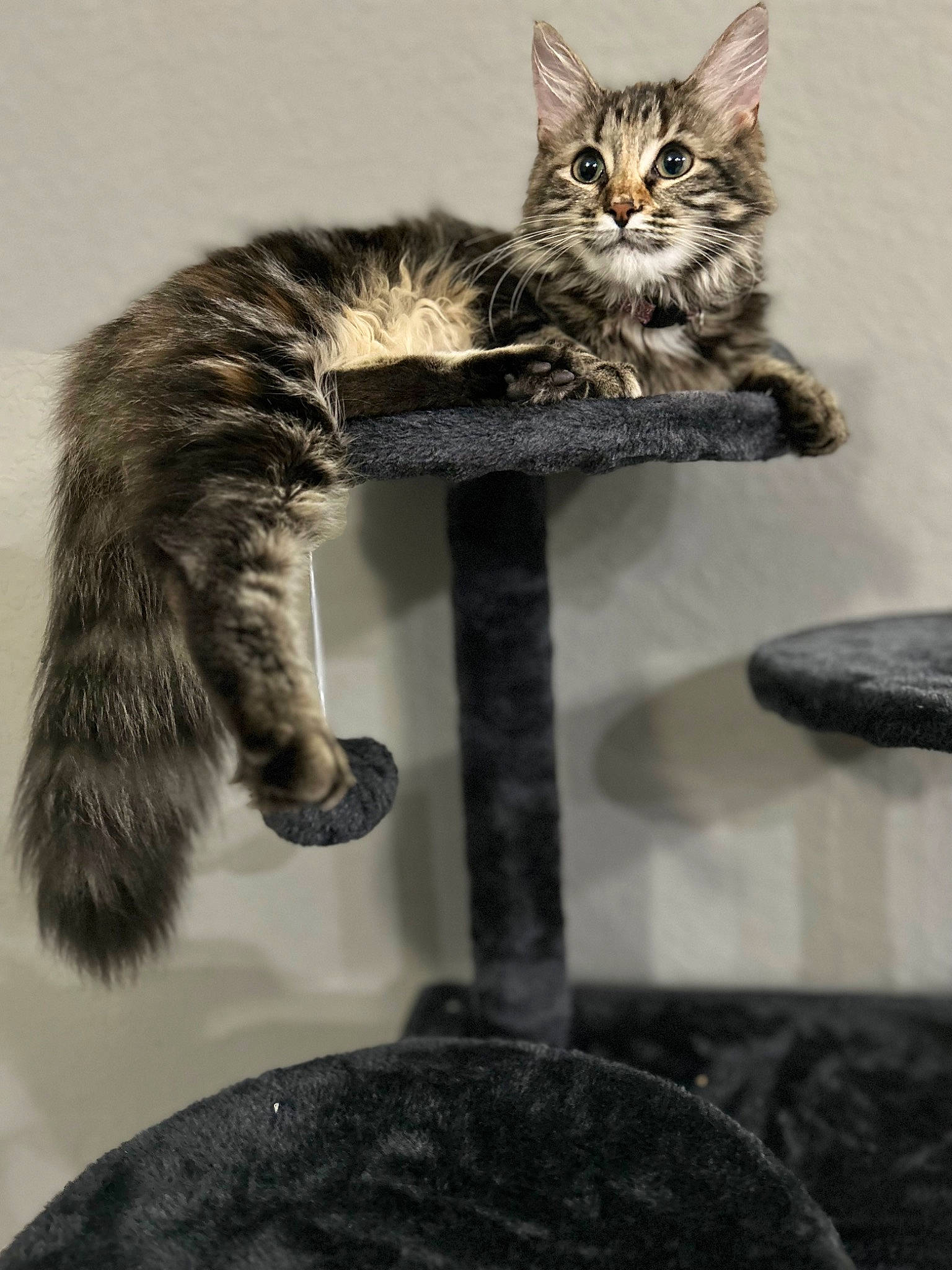 Ryder joined the competition — help win amazing prizes! carnivore, cat, cat_bed, cat_furniture, cat_supply, claw, domestic_short_haired_cat, felidae, fur, monochrome_photography, paw, plant, small_to_medium_sized_cats, snout, still_life_photography, tail, terrestrial_animal, tree, vertebrate, whiskers