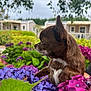dog, brown_dog, small_dog, hydrangea, purple_flowers, pink_flowers, garden, outdoor, plants, greenery, flower_bed, pet, animal, nature, leaf, house, background, portrait, side_view, cute