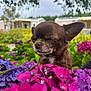 dog, chihuahua, small_dog, flower, purple_flower, pink_flower, outdoor, garden, nature, pet, cute, animal, plant, greenery, peaceful, close_up, portrait, sunlight, relaxed, flora